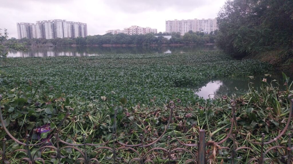 Kaikondrahalli-lake, Bangalore