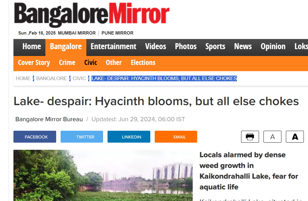 Lake- despair: Hyacinth blooms, but all else chokes